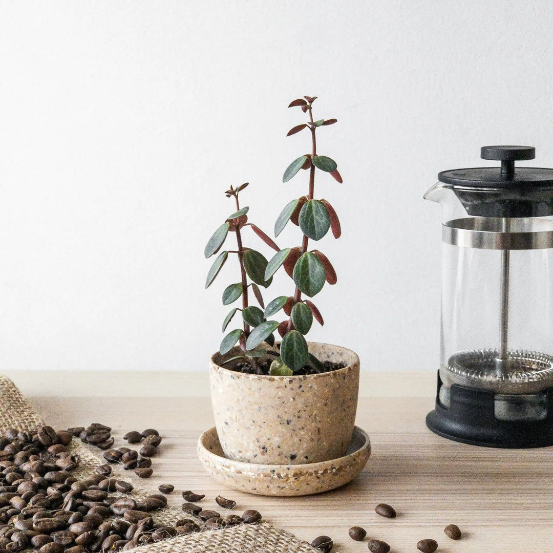 Mini Coffee Bean Husk Planter