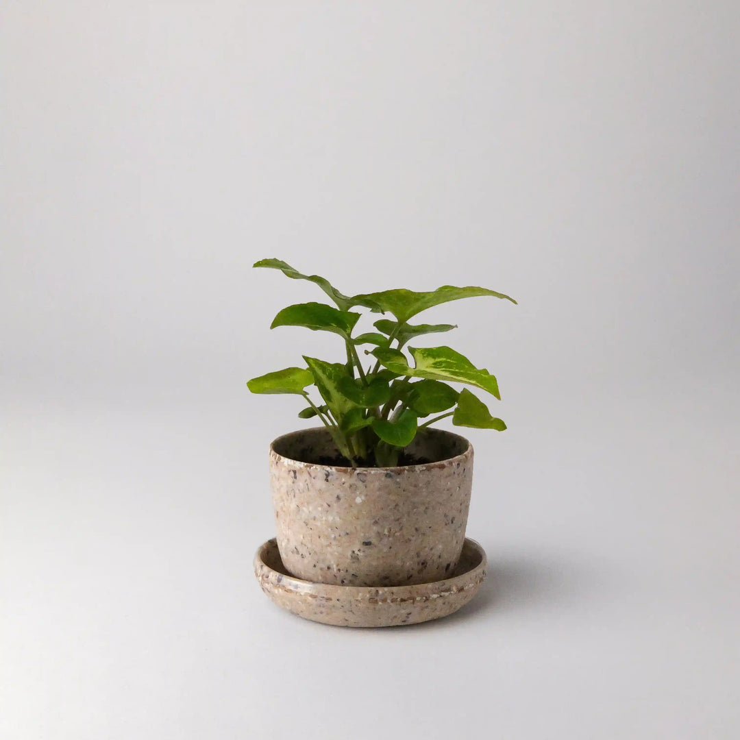 Mini Coffee Bean Husk Planter