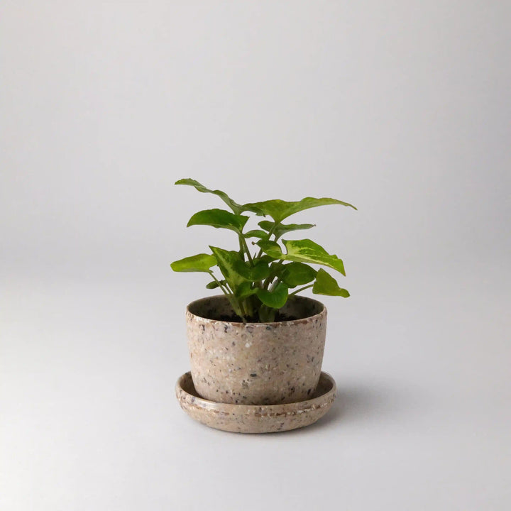 Mini Coffee Bean Husk Planter