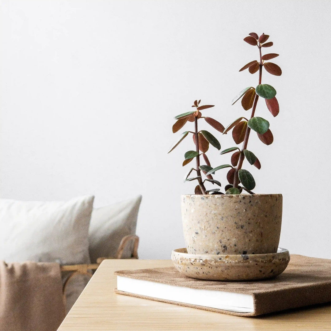 Mini Coffee Bean Husk Planter